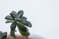 Macro photography to a green succulent plant into an orange flower pot Royalty Free Stock Photo