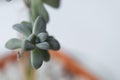 Macro photography to a green succulent plant into an orange flower pot Royalty Free Stock Photo