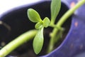 Macro photography to a green succulent plant into a violet flower pot. Royalty Free Stock Photo