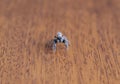 Macro photography to a little grey jumper spider over a wooden texture Royalty Free Stock Photo