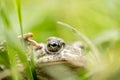 Macro photography of a toad`s eye in the nature Royalty Free Stock Photo