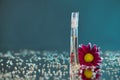 Macro photography of a transparent bottle of perfume standing on a mirror near a beautiful flower among rhinestones Royalty Free Stock Photo