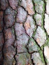 Macro photography of tree bark Royalty Free Stock Photo