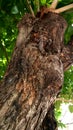 Macro Photography Trees with lizard on standby.