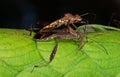 Macro Photo of Two Assassin Bugs Mating on Green Leaf Royalty Free Stock Photo