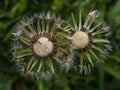 Macro photography of two wet dandelion seed Royalty Free Stock Photo