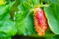 macro photography. unusual Strawberry close-up on the bush.