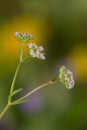 Macro photography of a Valerianella discoidea Royalty Free Stock Photo