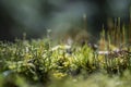 Macro photography of various mosses Royalty Free Stock Photo