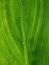 Macro photography of the veins of a big green leaf with drops Royalty Free Stock Photo