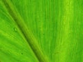 Macro photography of the veins of a big green leaf with drops Royalty Free Stock Photo