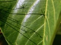 Macro photography of the veins of the leaf of a sweet granadilla