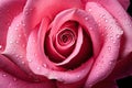 Macro photography of a vibrant pink rose petal with dewdrops Royalty Free Stock Photo