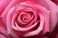 Macro photography of a vibrant pink rose petal with dewdrops Royalty Free Stock Photo