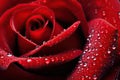 Macro photography of a vibrant red rose petal with dewdrops Royalty Free Stock Photo