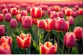 Macro Photography of a Vibrant Tulip Field Under the Soft Glow of Dawn Light - Foreground Focused with Ethereal Elegance