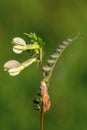 Macro photography of a Vicia hybrida