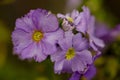 Macro photography of violet primrose flowers