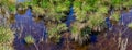 Macro photography of virgin swamp with transparent water