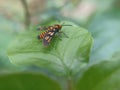 Macro photography for wallpaper background of insects perched on green leaves in a tropical rainforest Royalty Free Stock Photo