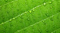 Macro photography of water droplets on vibrant green plant leaf in close-up shot Royalty Free Stock Photo