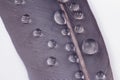 Macro photography of water drops on a bird`s feather Royalty Free Stock Photo