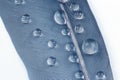 Macro photography of water drops on a bird`s feather Royalty Free Stock Photo