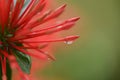 macro photography water drops on flower dew raindrop on red flower on blurred background Royalty Free Stock Photo