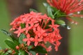 macro photography water drops on flower dew raindrop on red flower on blurred background Royalty Free Stock Photo