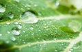 Macro photography of water drops on a green cabbage leaf with white veins. Selective focus Royalty Free Stock Photo