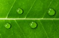 Macro photography of water drops on green leaf. Ecology and environment concept. Royalty Free Stock Photo