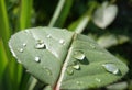 Macro photography of water drops on a green leaf of a rose in summer time Royalty Free Stock Photo