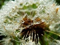 Macro photography of wet dandelion seeds Royalty Free Stock Photo