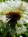 Macro photography of wet dandelion seeds Royalty Free Stock Photo