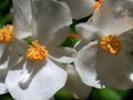 Macro photography of white begonia flowers with the light of the sunrise