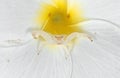 Macro Photo of White Crab Spider Camouflage on Plumeria Flower