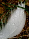 Macro photography of a white feather of a swan with water drops. The drop acts like a magnifying glass and reveals the fine hairs