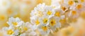 Macro photography of white flowers with yellow centers on a twig Royalty Free Stock Photo