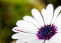 Macro photography of white osteospermum with blue and purple center and yellow pollen Royalty Free Stock Photo