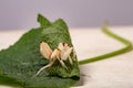 Photography of White Praying Mantis on Green Leaf