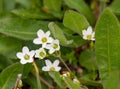 Macro photography of a wild flower - Saxifraga androsacea Royalty Free Stock Photo