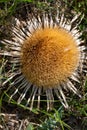 Macro photography of a wild flower - Carlina acanthifolia Royalty Free Stock Photo