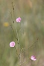 Macro photography of a wild flower - Convolvulus cantabrica