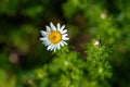 Macro photography of a wild flower Cota altissima