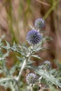 Macro photography of a wild flower - Echinops ritro Royalty Free Stock Photo