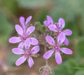 Macro photography of an Erodium laciniatum