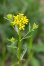 Macro photography of a wild flower - Erysimum cheiranthoides