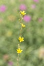 Macro photography of a wild flower - Lactuca viminea