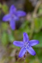 Macro photography of a flower - Campanula poscharskyana Degen