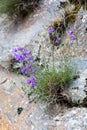 Macro photography of a flower - Campanula poscharskyana Degen